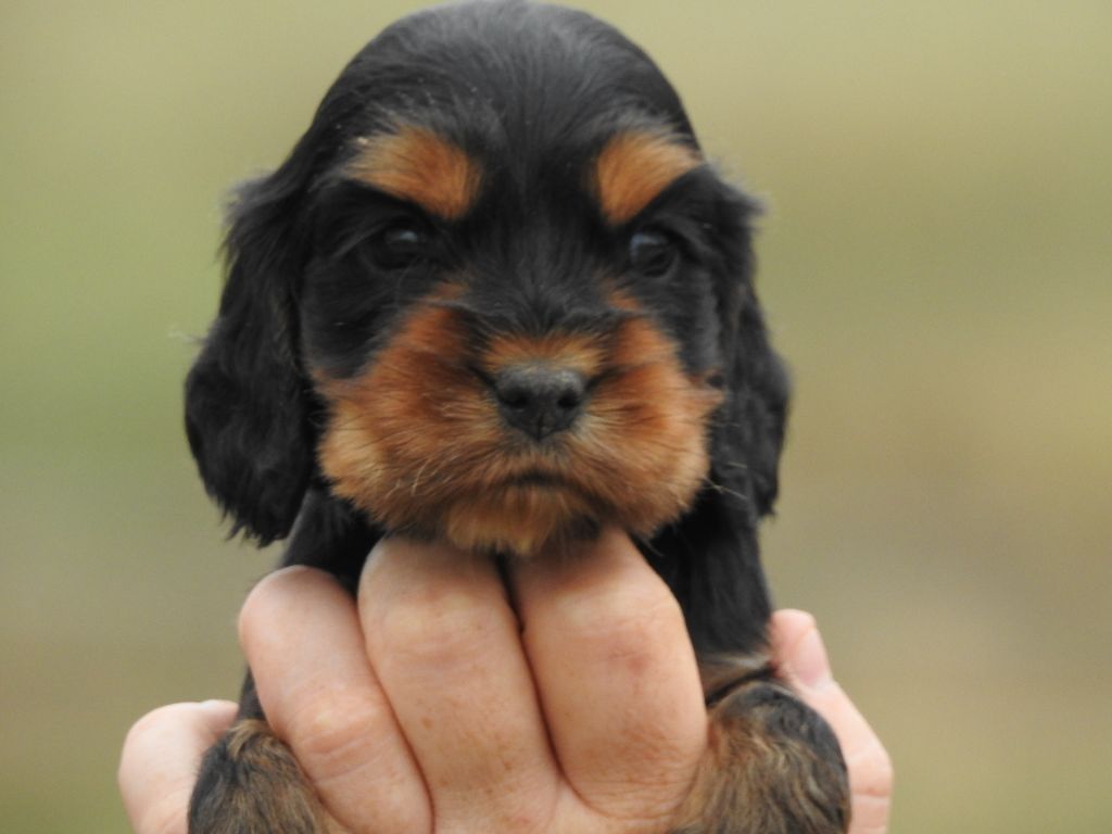 Du Clos De La Majesty - Chiots disponibles - Cocker Spaniel Anglais