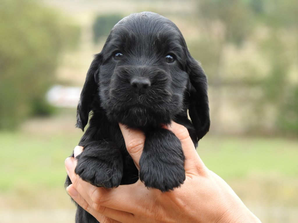 Du Clos De La Majesty - Chiots disponibles - Cocker Spaniel Anglais
