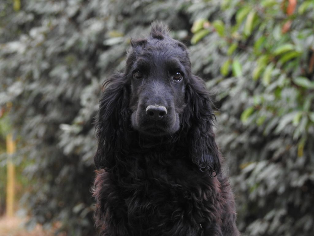 Du Clos De La Majesty - Chiots disponibles - Cocker Spaniel Anglais