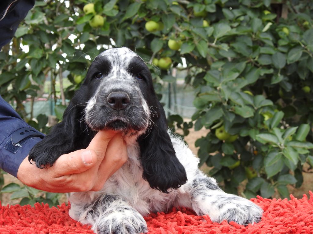 Du Clos De La Majesty - Chiots disponibles - Cocker Spaniel Anglais