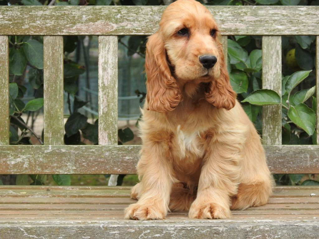 Du Clos De La Majesty - Chiots disponibles - Cocker Spaniel Anglais