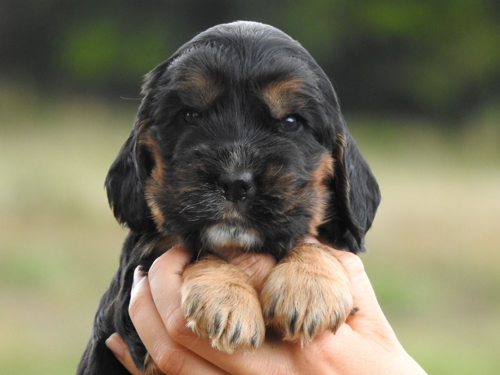 Du Clos De La Majesty - Chiots disponibles - Cocker Spaniel Anglais