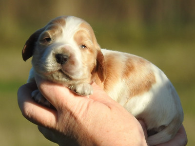 femelle blanc et orange