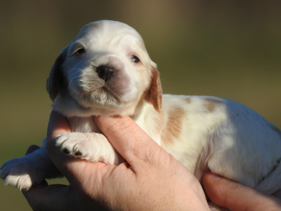 femelle blanc et orange