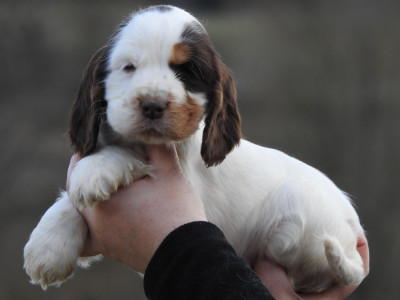 femelle tricolore chocolat