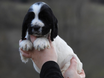 Femelle noire et blanche