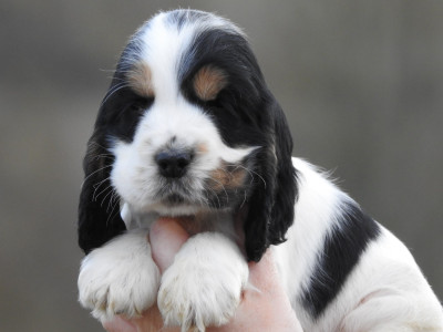 male tricolore noir et blanc