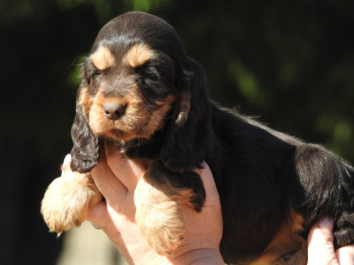 Femelle chocolat et feu