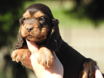 Mâle chocolat et feu