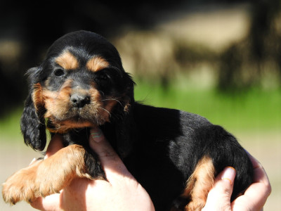 Femelle noire et feu