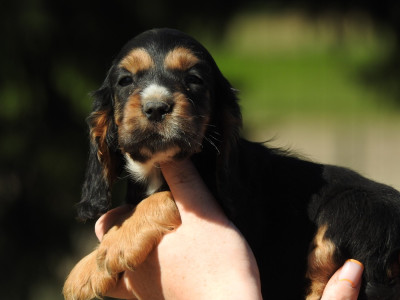 Femelle noire et feu