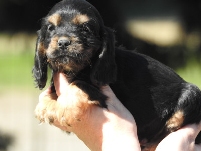 Femelle noire et feu