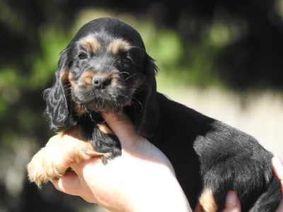 Femelle noire et feu