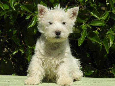 CHIOT 2