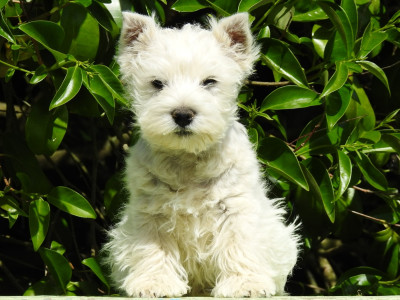 CHIOT 1