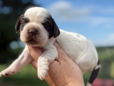 Chiot N°1
