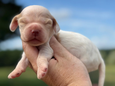 Chiot N°3