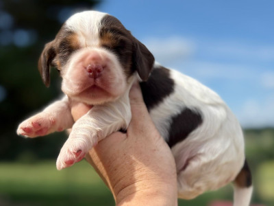 Chiot N°5