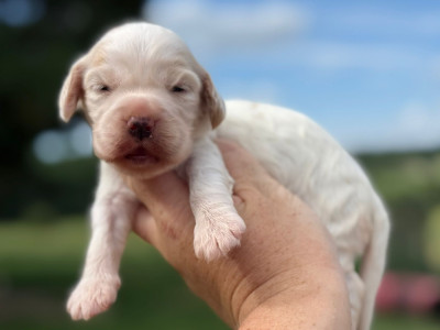 Chiot N°6