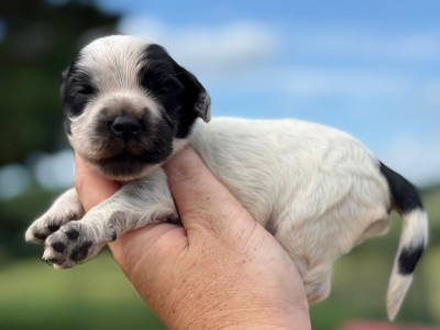 Chiot N°7