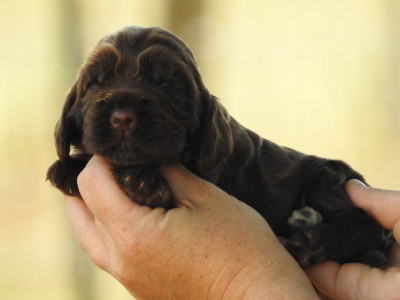 Femelle chocolat