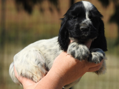 Chiot N°6