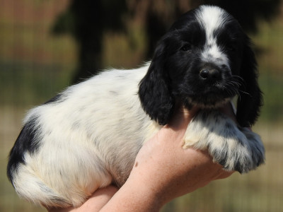 Chiot N°2