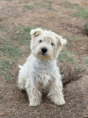 CHIOT 3