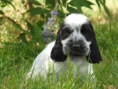 Mâle Bleu