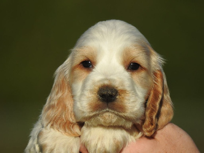 Mâle orange et blanc