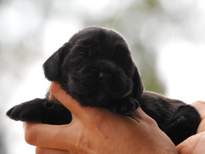 Femelle Noire