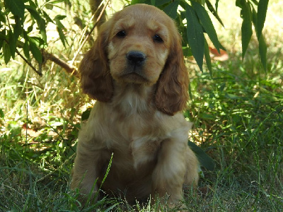 Mâle fauve