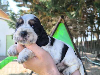 CHIOT 2