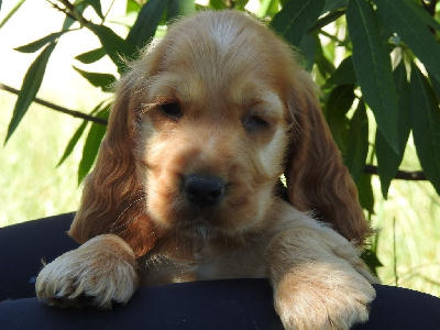 Mâle fauve
