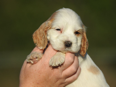 Femelle orange et blanc