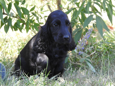 Femelle noire