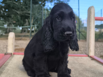 CHIOT4