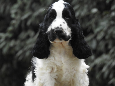 CHIOT 5
