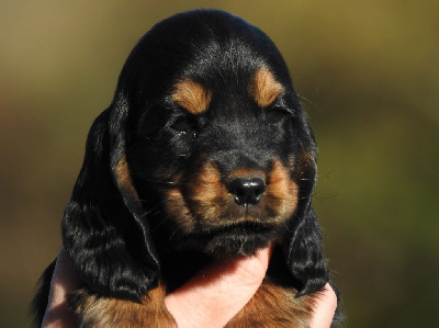 Femelle noire et feu