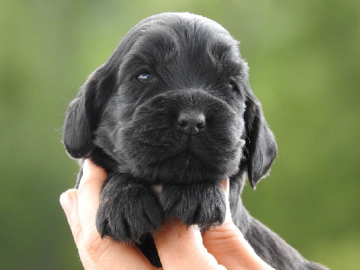 Femelle noire