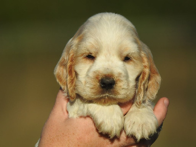 Femelle orange et blanc