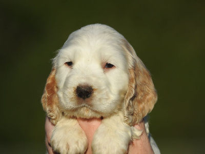 Mâle orange et blanc