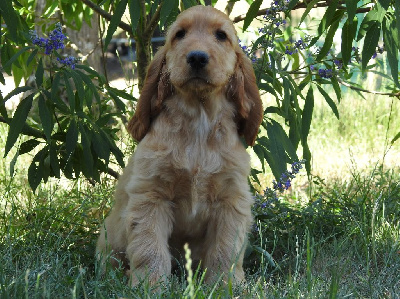 Mâle fauve