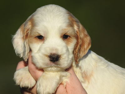 Femelle orange et blanc