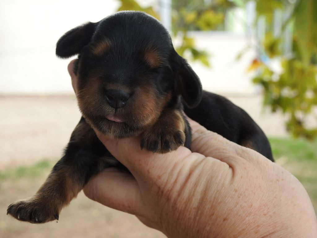 Du Clos De La Majesty - Chiots disponibles - Cocker Spaniel Anglais