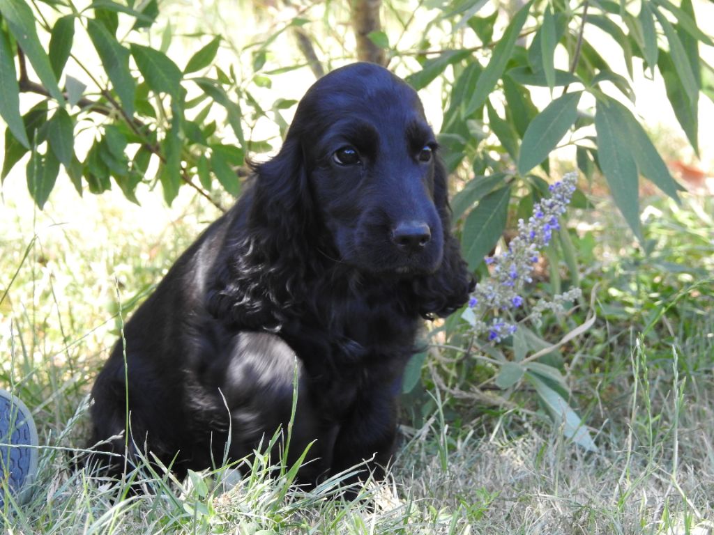 Du Clos De La Majesty - Chiots disponibles - Cocker Spaniel Anglais