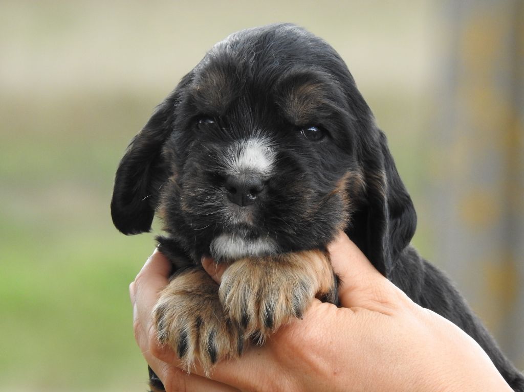 Du Clos De La Majesty - Chiots disponibles - Cocker Spaniel Anglais