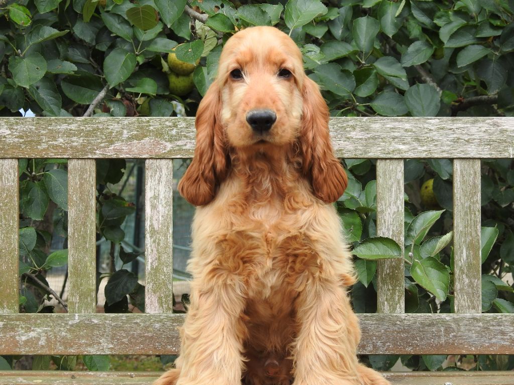 Du Clos De La Majesty - Chiots disponibles - Cocker Spaniel Anglais