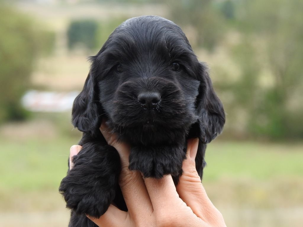 Du Clos De La Majesty - Chiots disponibles - Cocker Spaniel Anglais