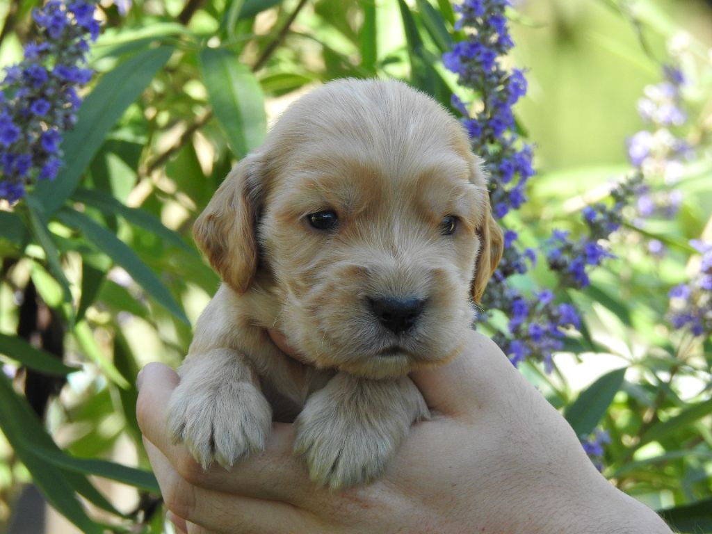 Du Clos De La Majesty - Chiots disponibles - Cocker Spaniel Anglais